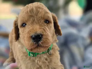Goldendoodle dogs Teddy - Ad 42