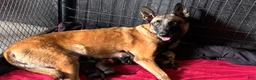 Belgian Malinois dogs for sale: Belgian Malinois Puppy 7 - Ad 3