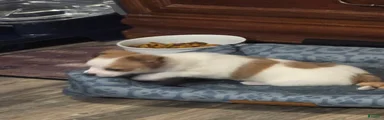 Chihuahua 3 (Tucker)
