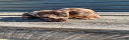 Miniature Dachshund dogs for sale: Hank - Ad 10