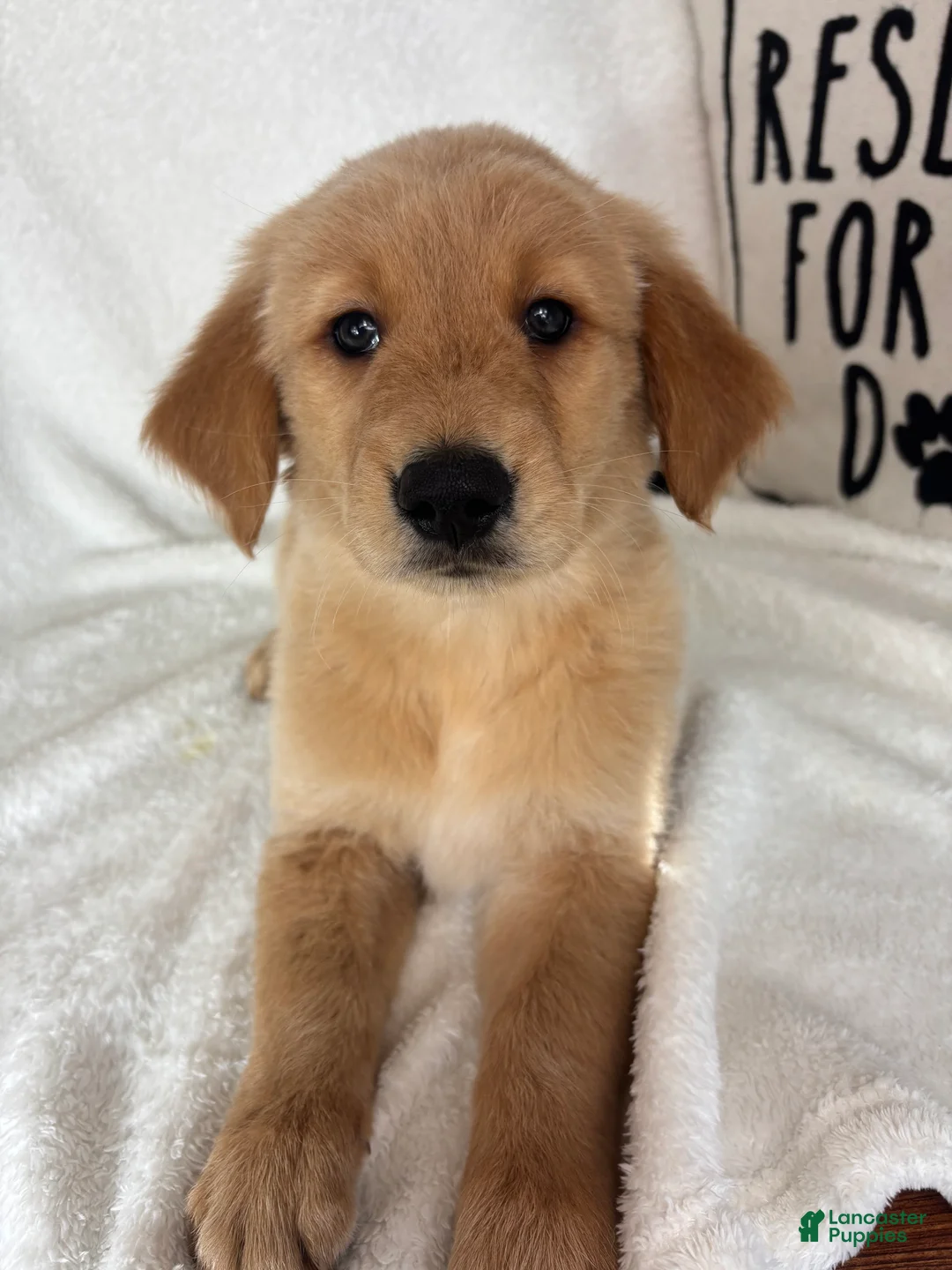 Golden Retriever dogs for sale: Gunner - Ad 1