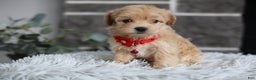 Maltipoo dogs for sale: Robin - Ad 5