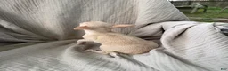 Chihuahua dogs for sale: Female Merle short coat  - Ad 5