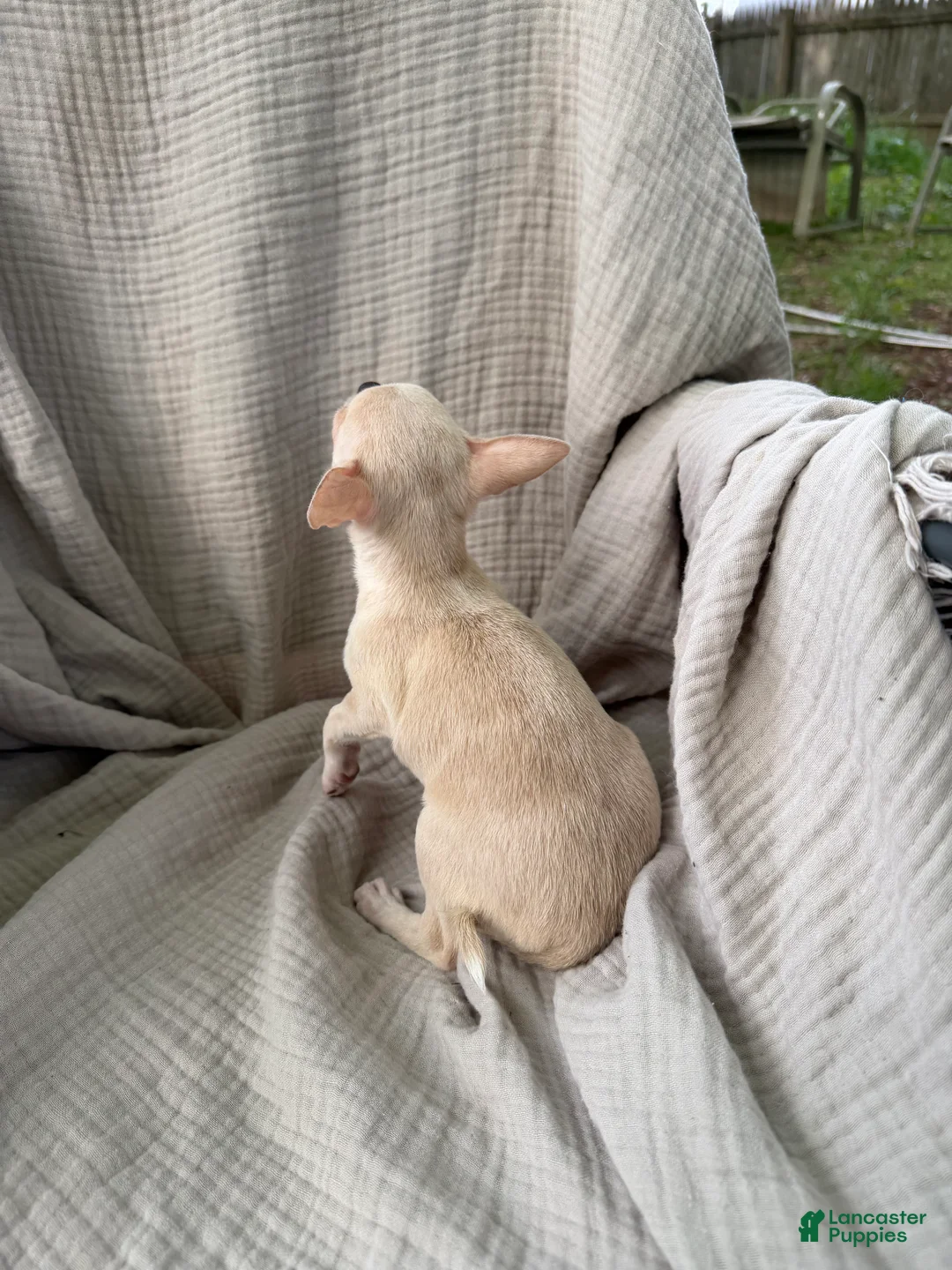 Chihuahua dogs for sale: Female Merle short coat  - Ad 5