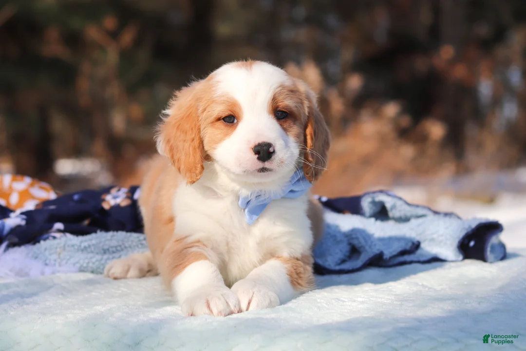 Mini Bernedoodle dogs for sale: Malcolm - Ad 9