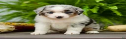 Miniature Australian Shepherd dogs for sale: Taley - Ad 3