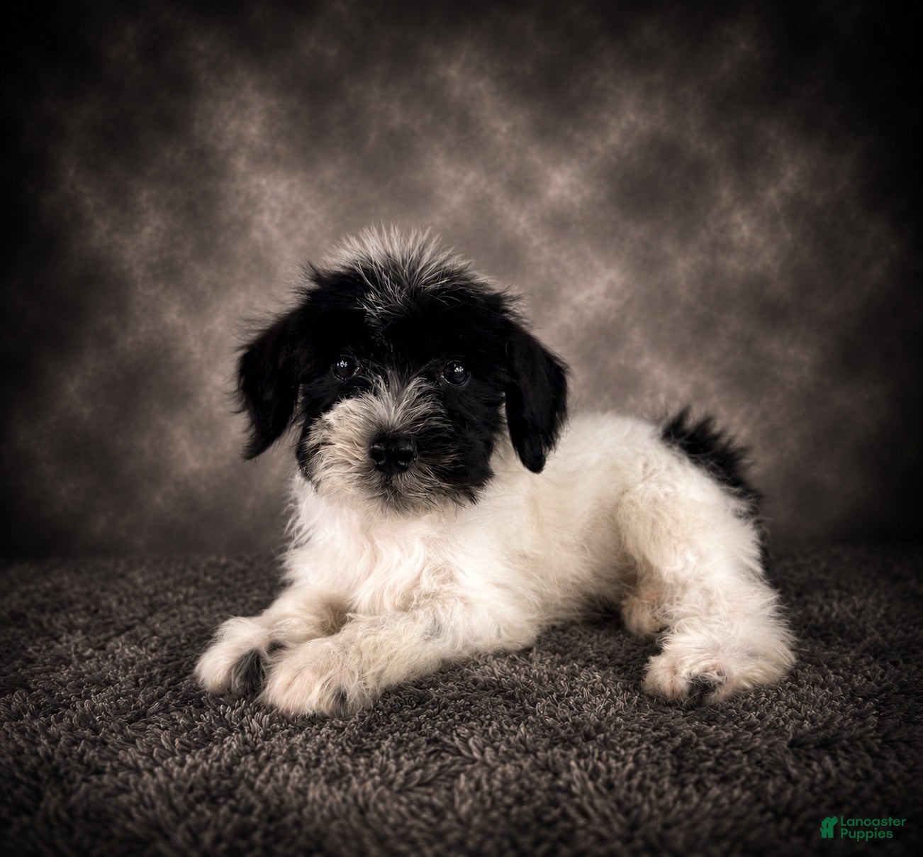 Miniature Schnauzer dogs AKC Skye - Ad 39