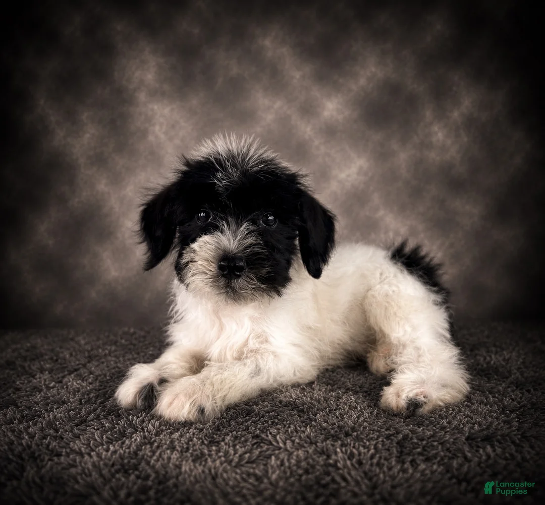 Miniature Schnauzer dogs for sale: AKC Skye - Ad 1