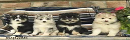 Pomsky dogs for sale: Flicka  - Ad 3