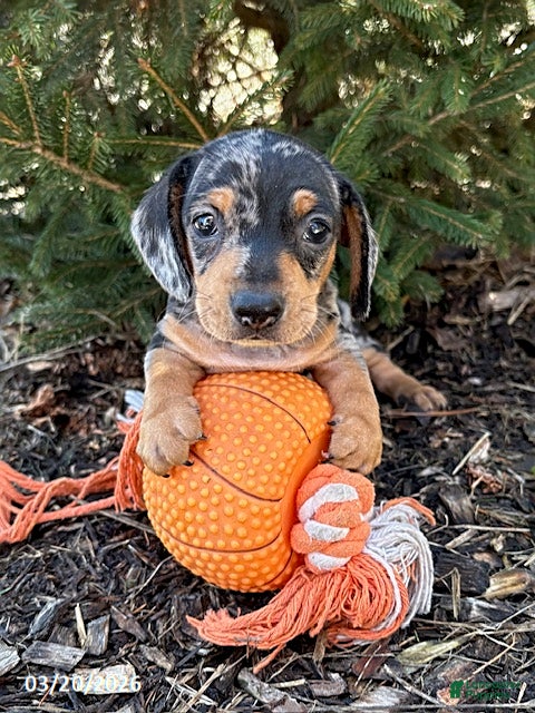 Dachshund dogs Tanner - Ad 1