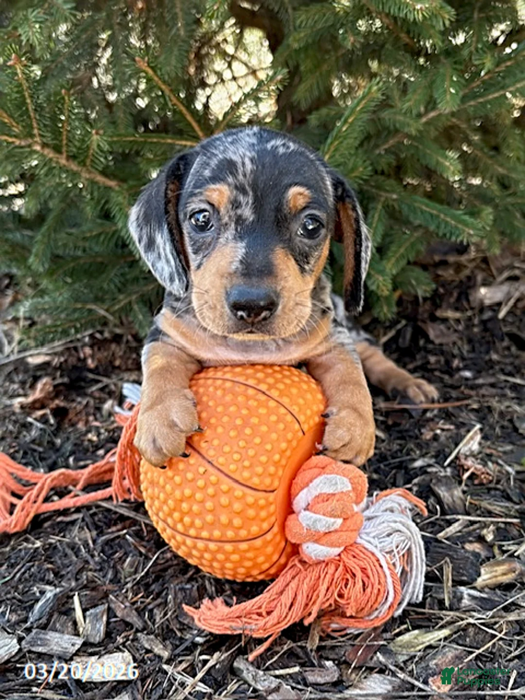 Dachshund dogs for sale: Tanner - Ad 1