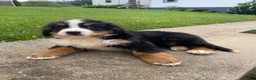 Bernese Mountain Dog dogs for sale: Milo - Ad 3