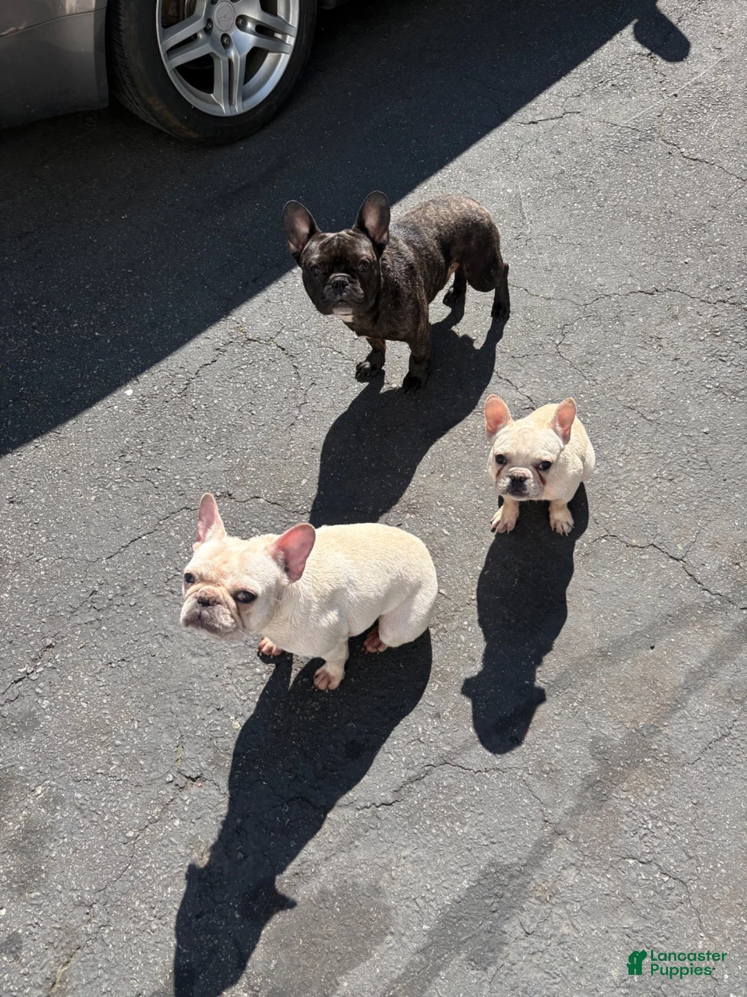French Bulldog dogs for sale: Suzie - Ad 2