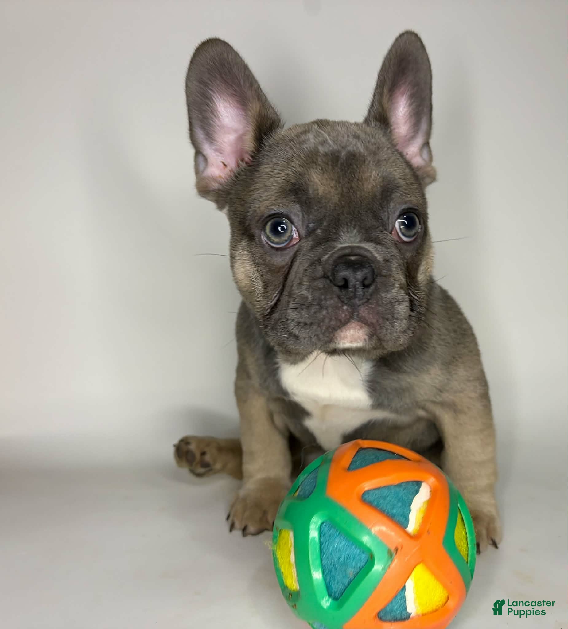 French Bulldog dogs for sale: Lucky - Ad 33
