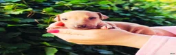 Italian Greyhound dogs for sale: Dacari - Ad 4