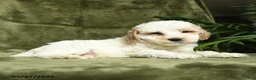 Miniature Poodle dogs for sale: Bubbles - Ad 2