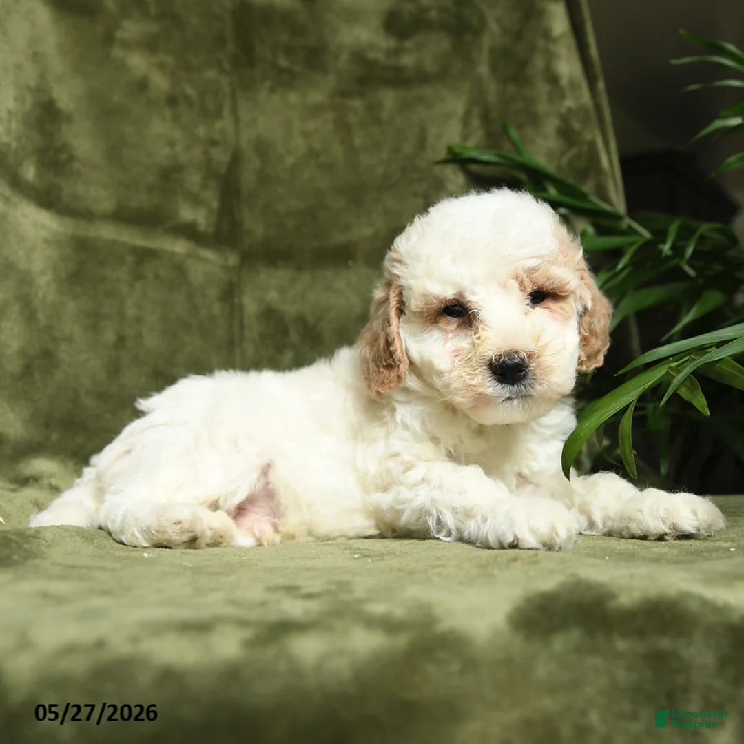 Miniature Poodle dogs for sale: Bubbles - Ad 2