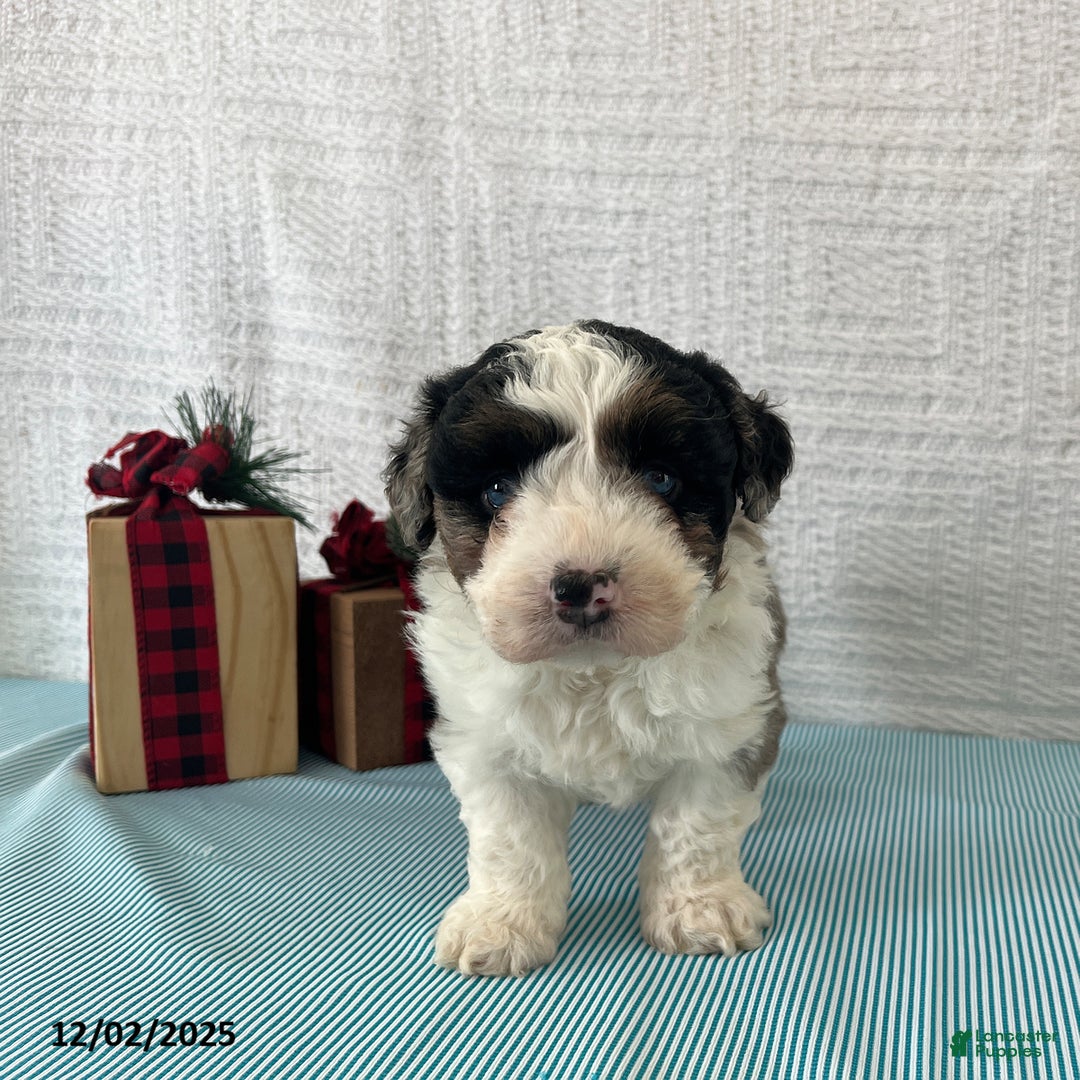 Mini Aussiedoodle dogs for sale: Marshall - Ad 4