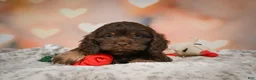 Cockapoo dogs for sale: Scarlet - Ad 8