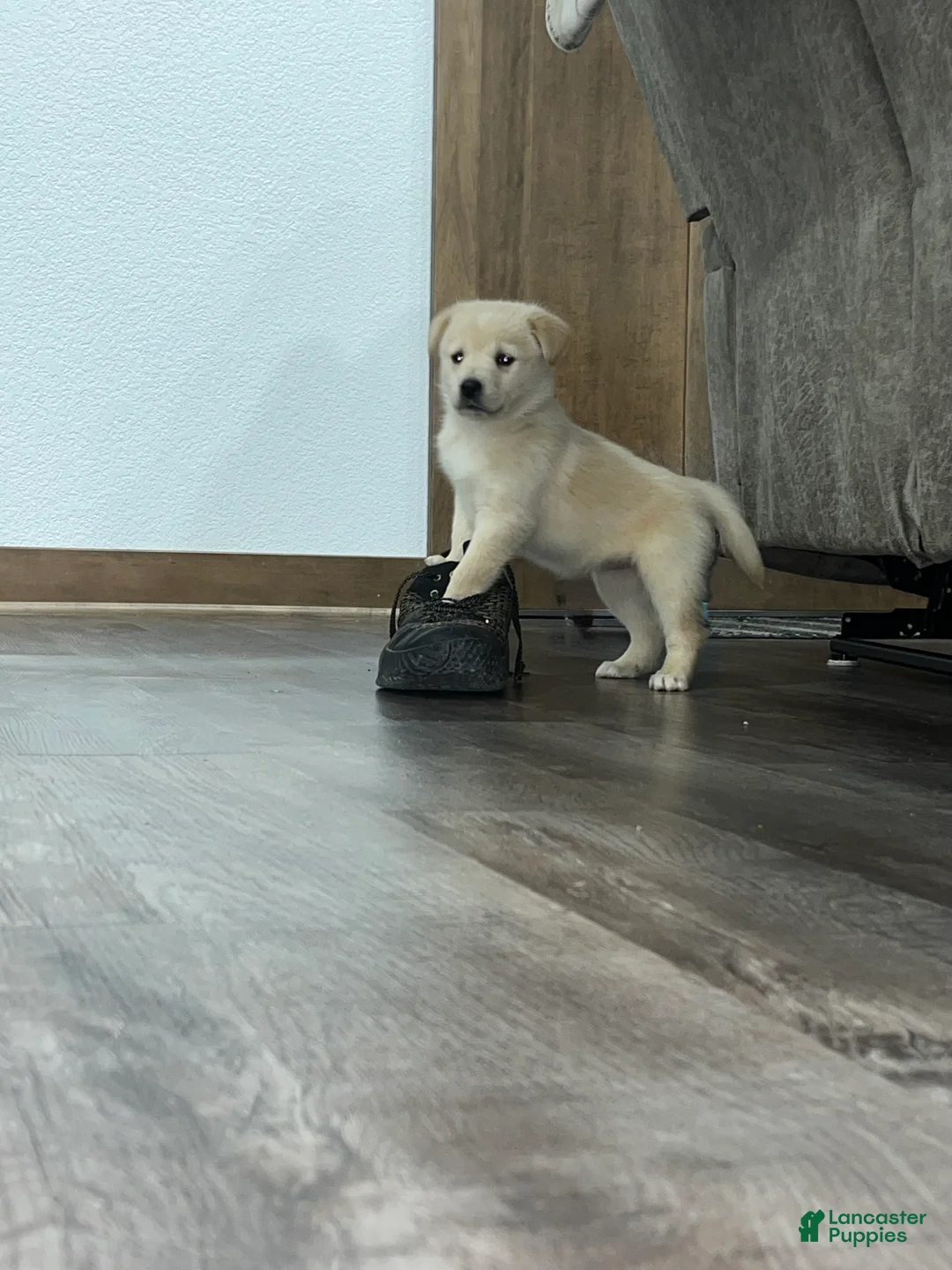 Mixed Breed dogs for sale: Lucy💕 - Ad 6