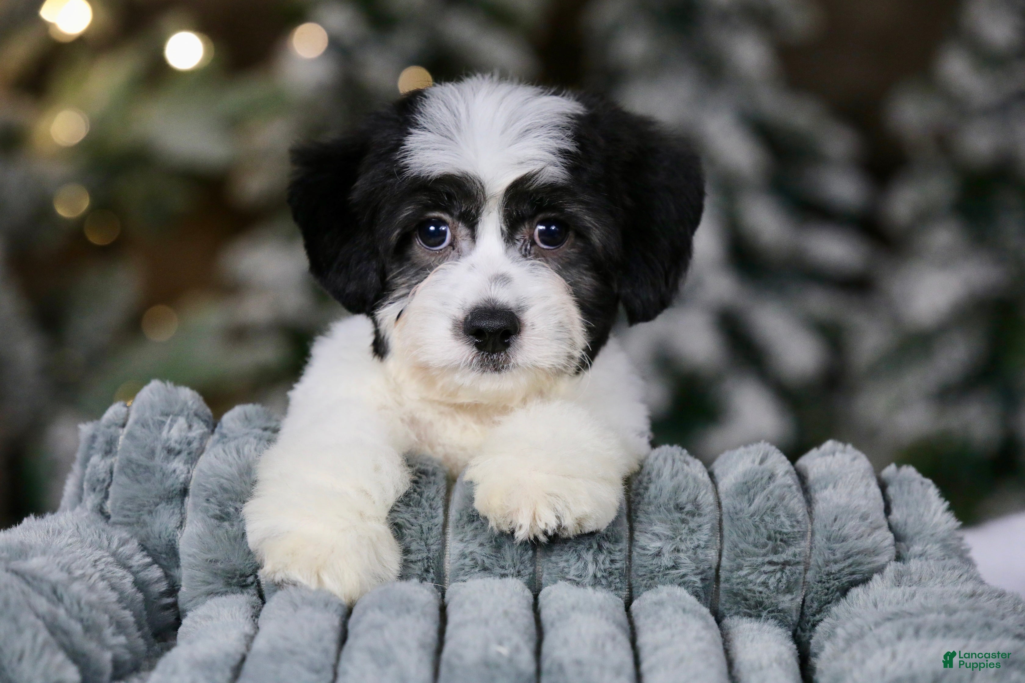 Teddy Bear dogs Elfie - Ad 23