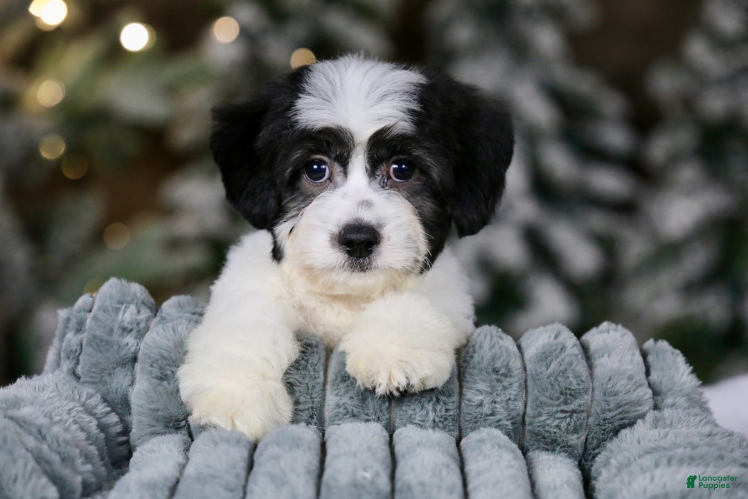 Teddy Bear dogs for sale: Elfie - Ad 1