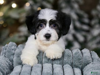 Teddy Bear dogs Elfie - Ad 23