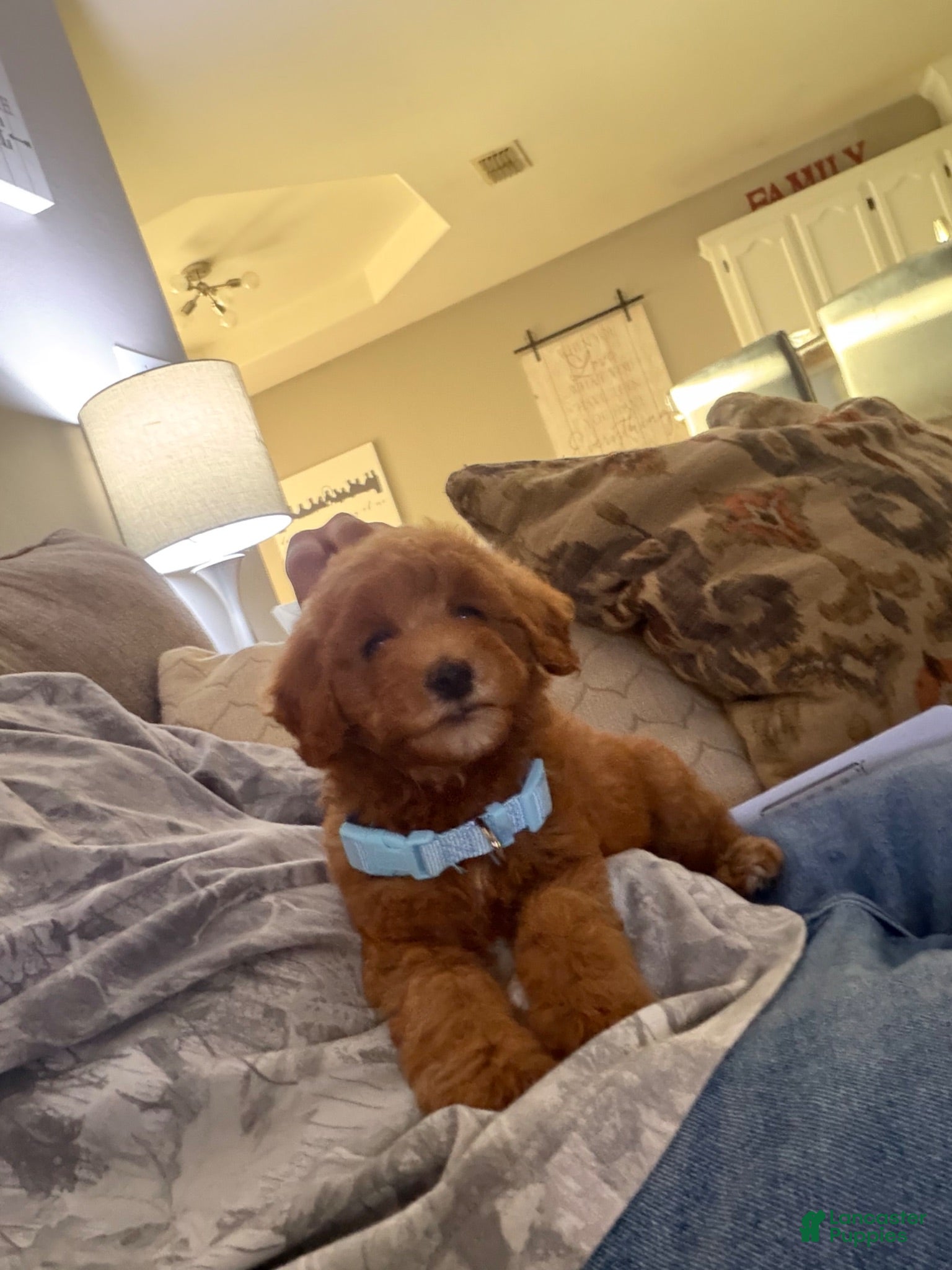 Goldendoodle dogs Goldendoodle 1 - Ad 8