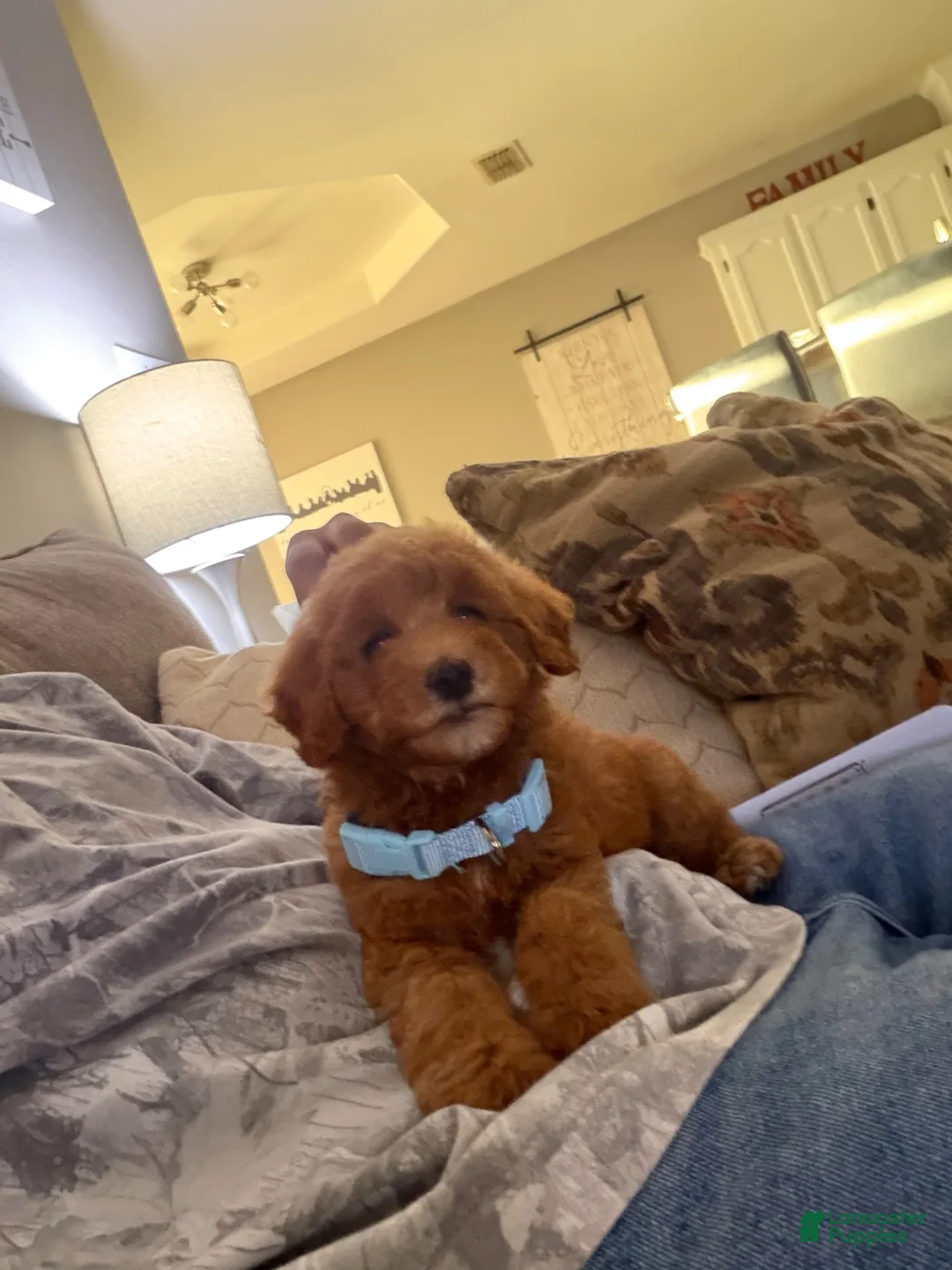 Goldendoodle dogs for sale: Goldendoodle 1 - Ad 1