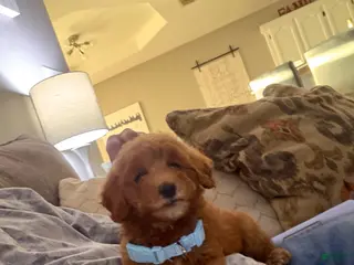 Goldendoodle dogs Goldendoodle 1 - Ad 1