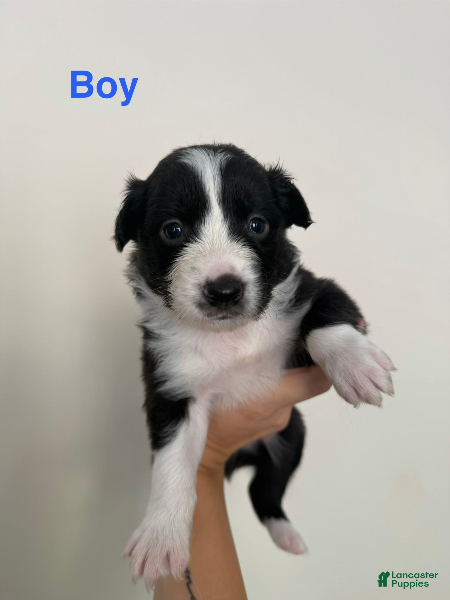Australian Shepherd dogs Australian Shepherd 6 - Ad 17