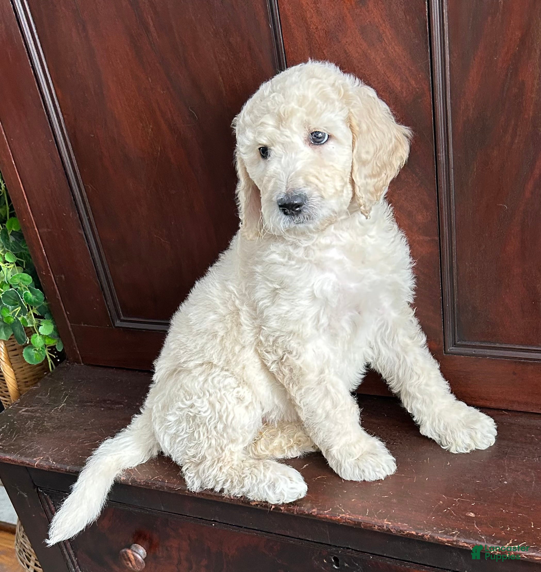 Goldendoodle dogs Archie - Ad 24