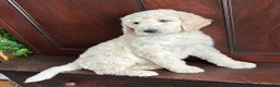 Goldendoodle dogs for sale: Archie - Ad 1
