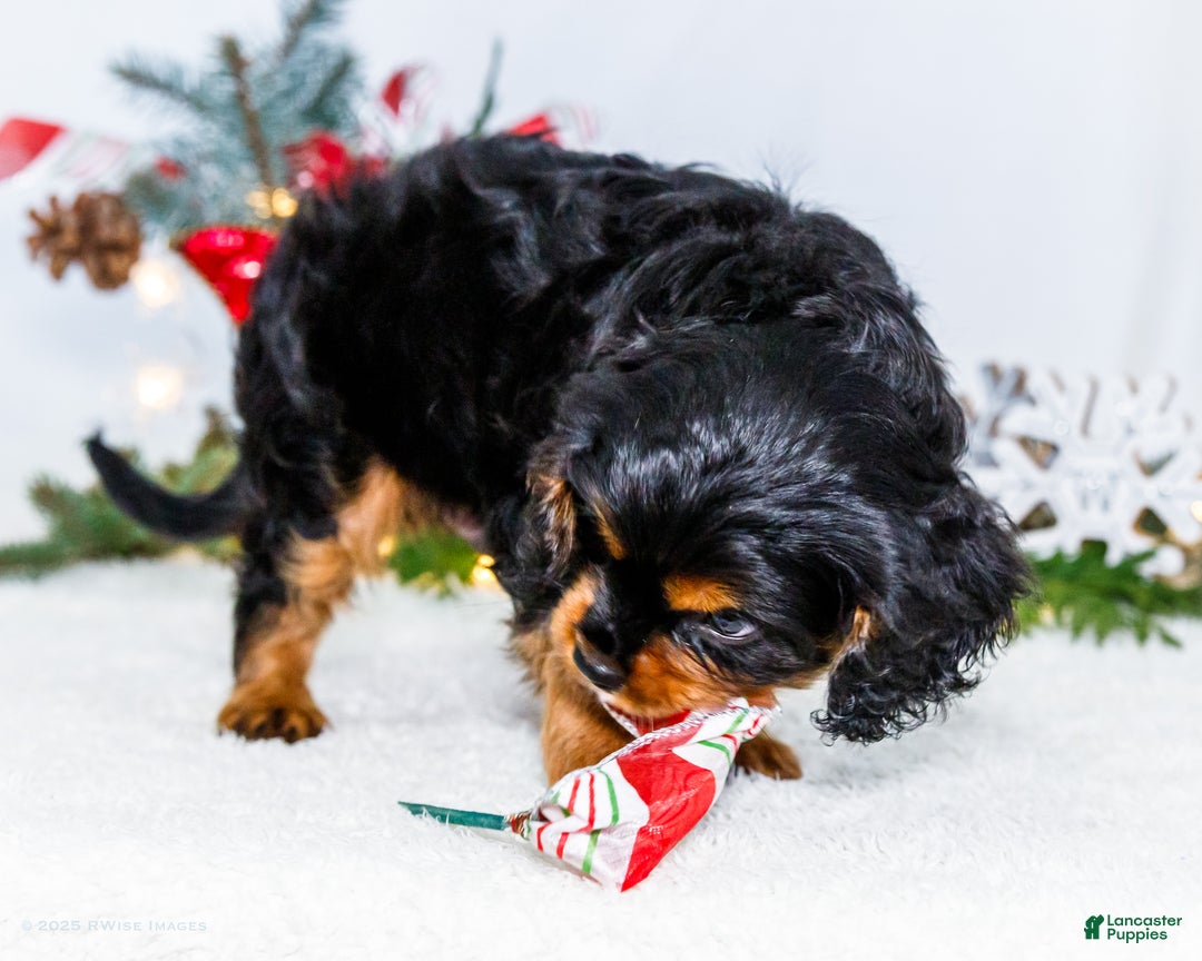 Cavalier King Charles Spaniel dogs for sale: Kringle - Ad 9