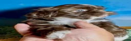 Shih Tzu dogs for sale: Ferrero (coco morsels) - Ad 6