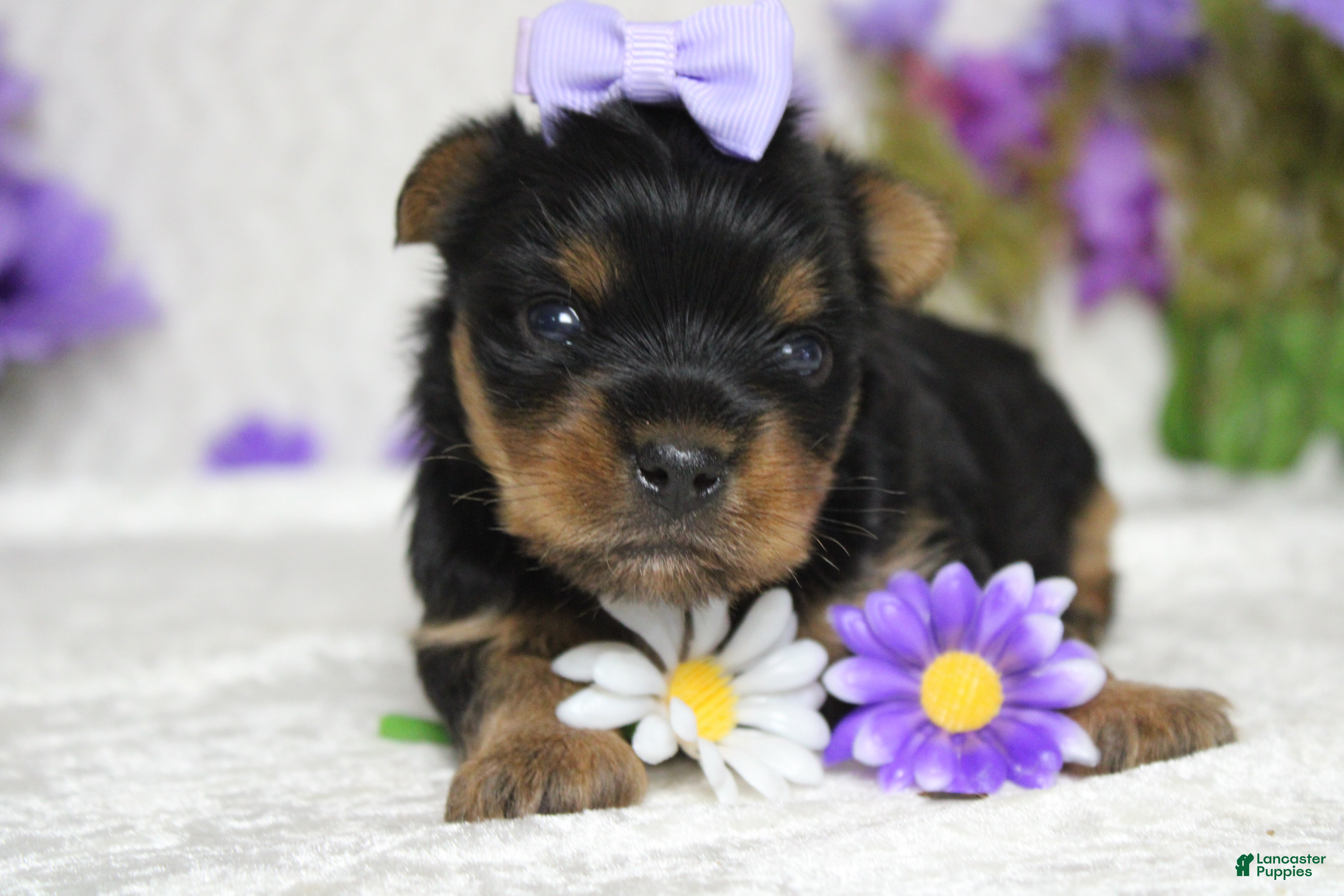 Yorkshire Terrier dogs Juliana - Ad 22