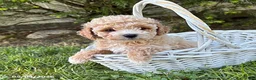 Bichpoo dogs for sale: Jetta - Ad 3