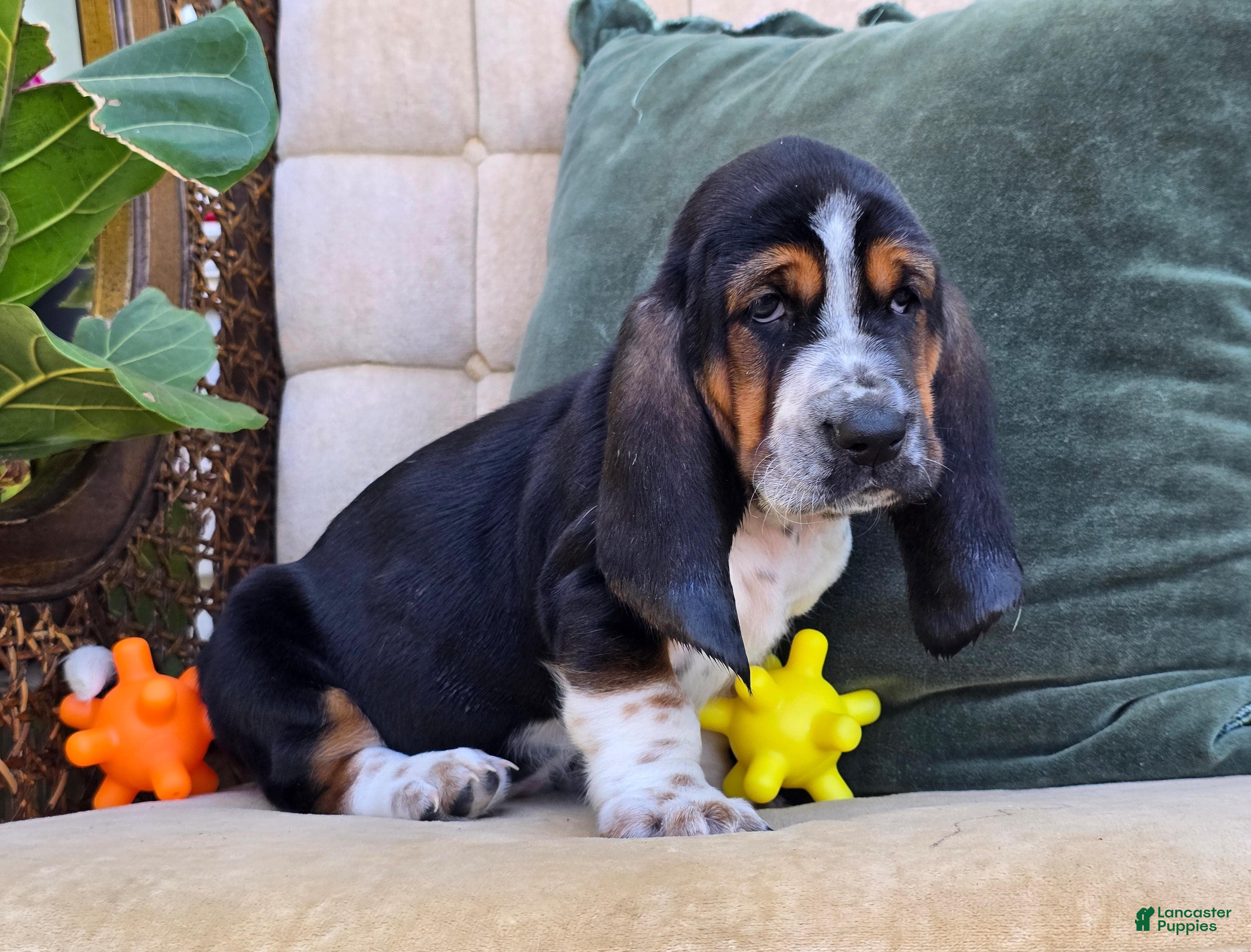 Basset Hound dogs Lucy - Ad 1