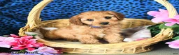 Cavapoo dogs for sale: Carly - Ad 2