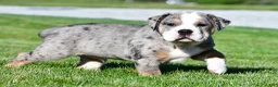 Beabull dogs for sale: Bo - Ad 3