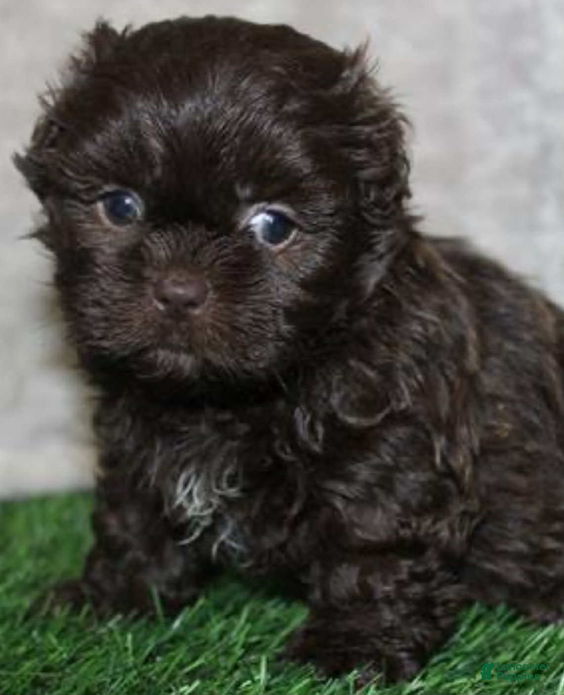 Shih Tzu dogs Oakley - Ad 40