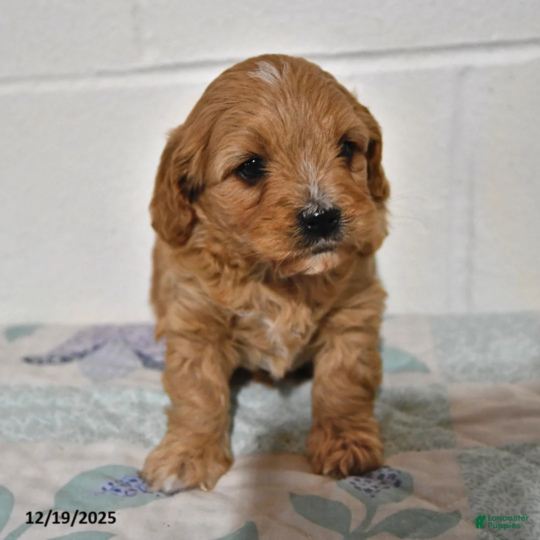 Cavapoo dogs for sale: Cooper - Ad 10