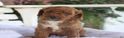 Miniature Labradoodle dogs for sale: Chipper - Ad 8