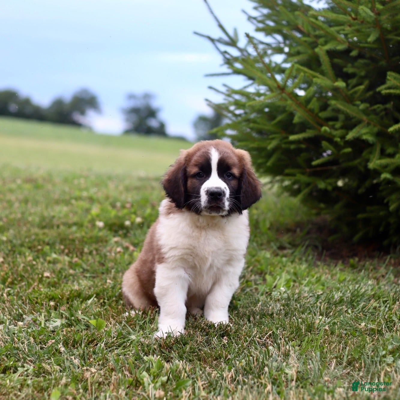 Saint Berdoodles dogs Bo - Ad 1