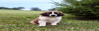Bo