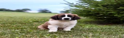 Saint Berdoodles dogs for sale: Bo - Ad 1