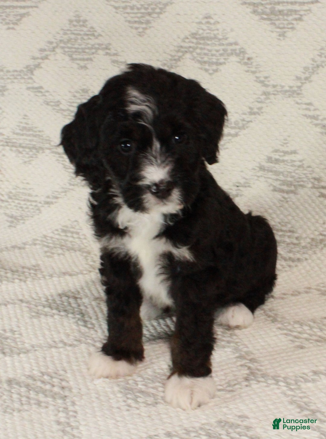 Bernedoodle dogs for sale: Luna - Ad 7
