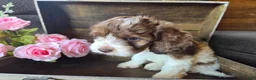 Cockapoo dogs for sale: Chic - Ad 3