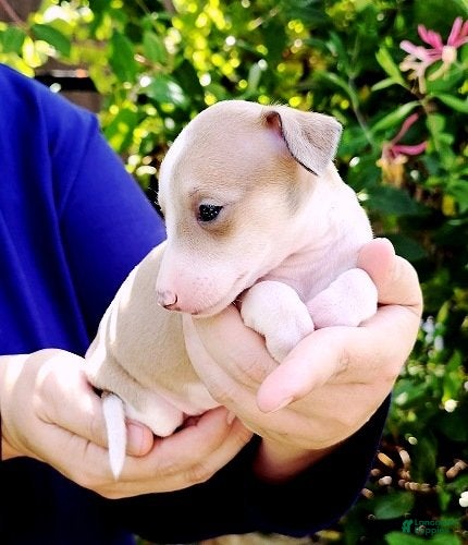 Italian Greyhound dogs Sunny - Ad 2