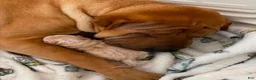 Shar Pei dogs for sale: Goose - Ad 20